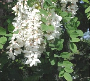 acacia