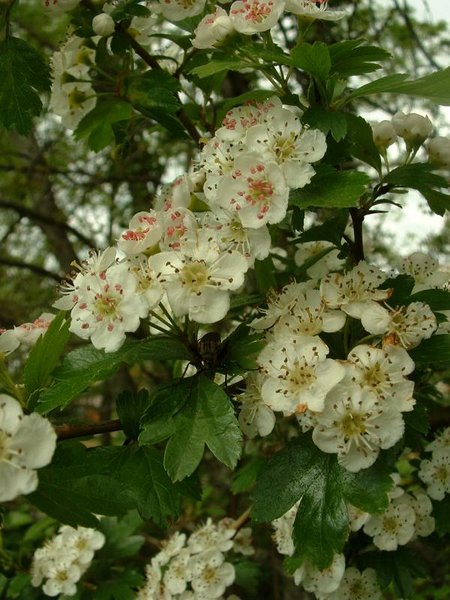aubepine