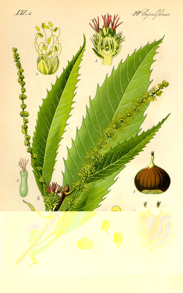 chataignier