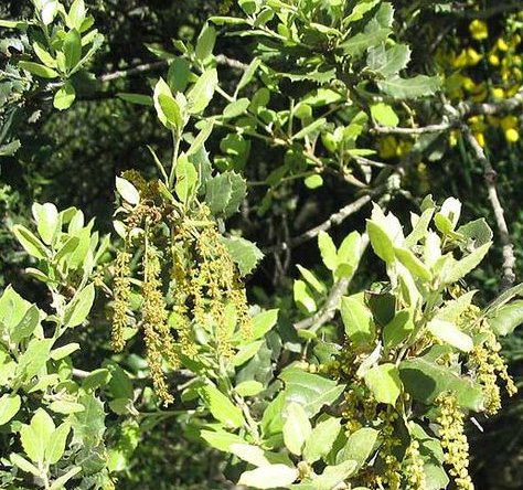 chene vert