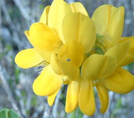 coronille