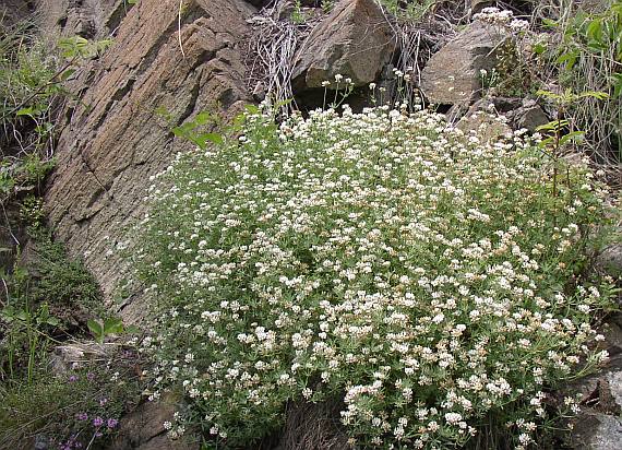 dorycnium