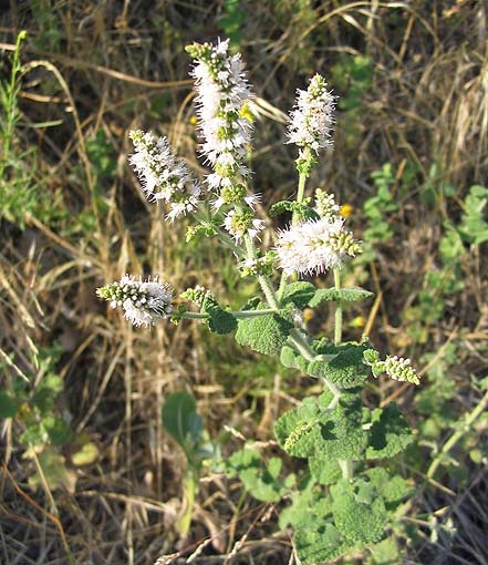 menthe
