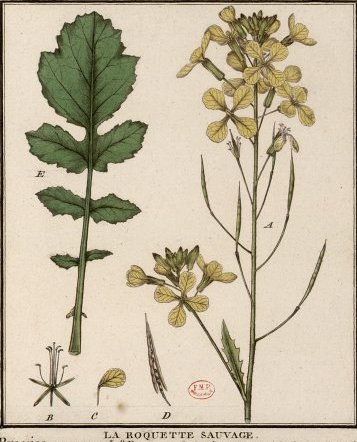 roquette