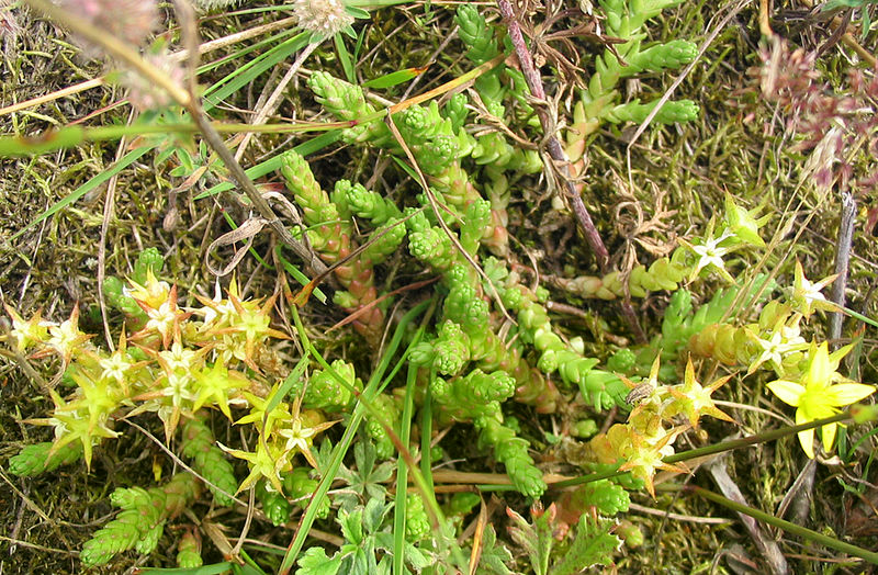 sedum