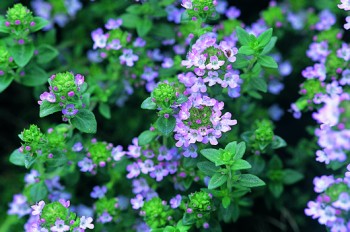 thym vulgaire