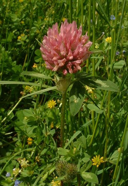 trefleviolet